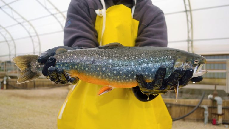 Person holding Arctic char ontario