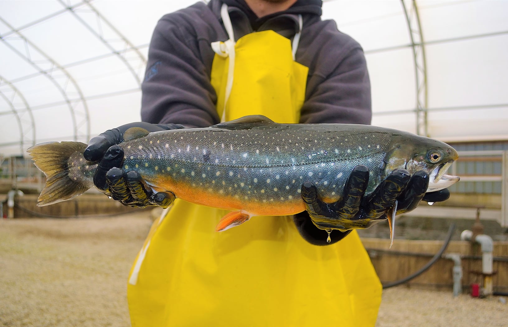 Person holding Arctic char ontario