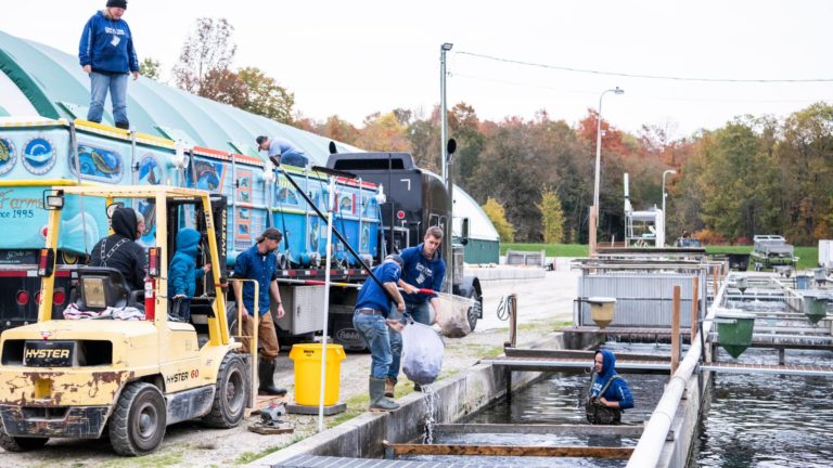 fish farm with many people doing work