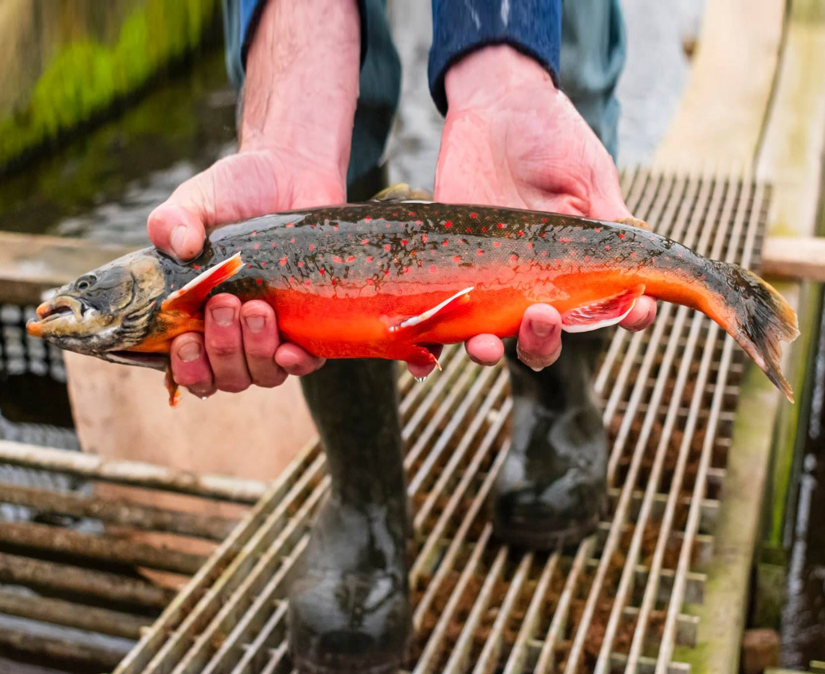 Live Arctic char