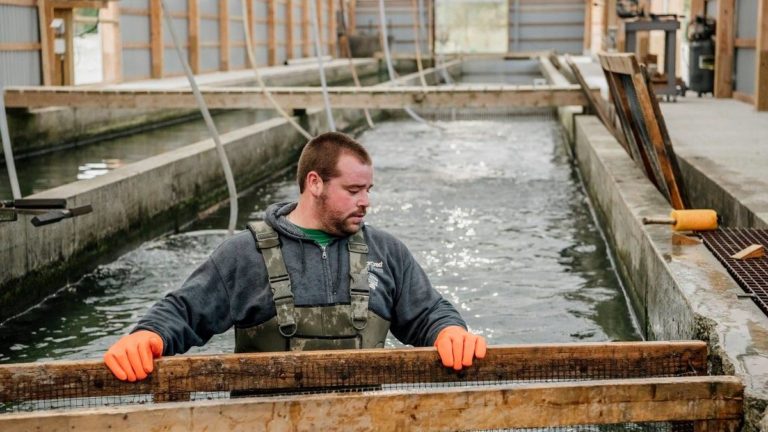 fish farmer in fish tanks on fish farm