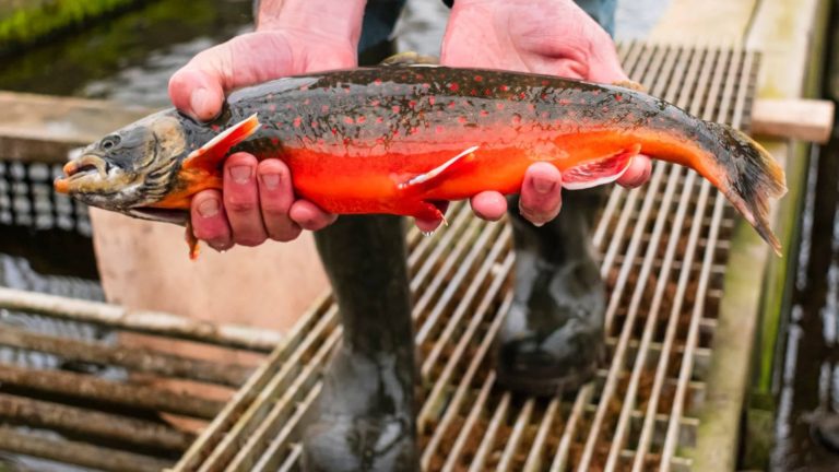 man holding arctic char live