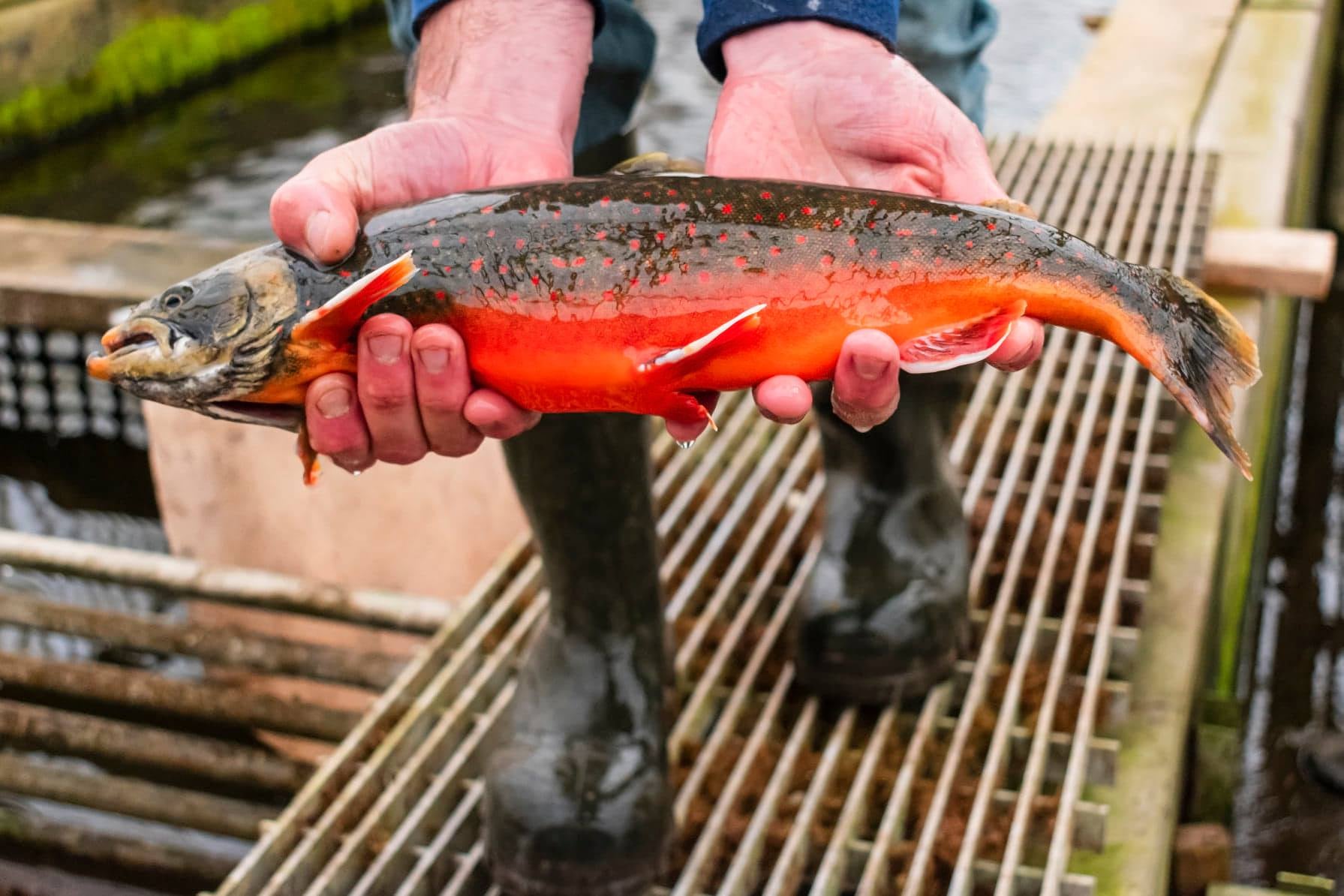 man holding arctic char live