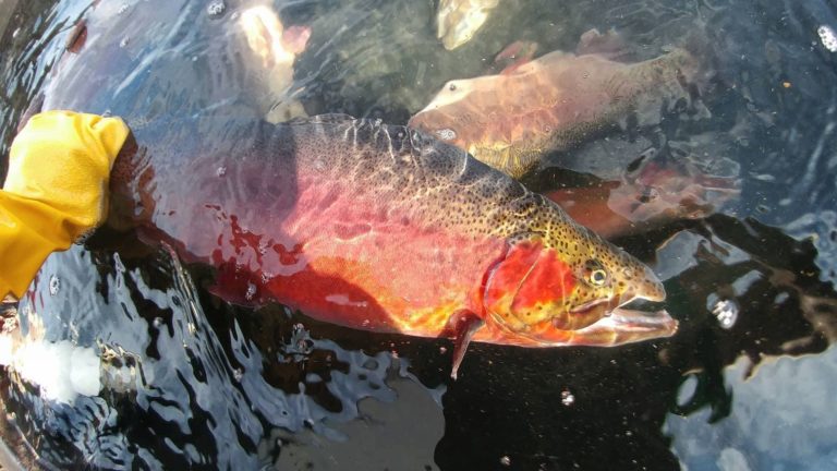 rainbow trout broodstock female fish