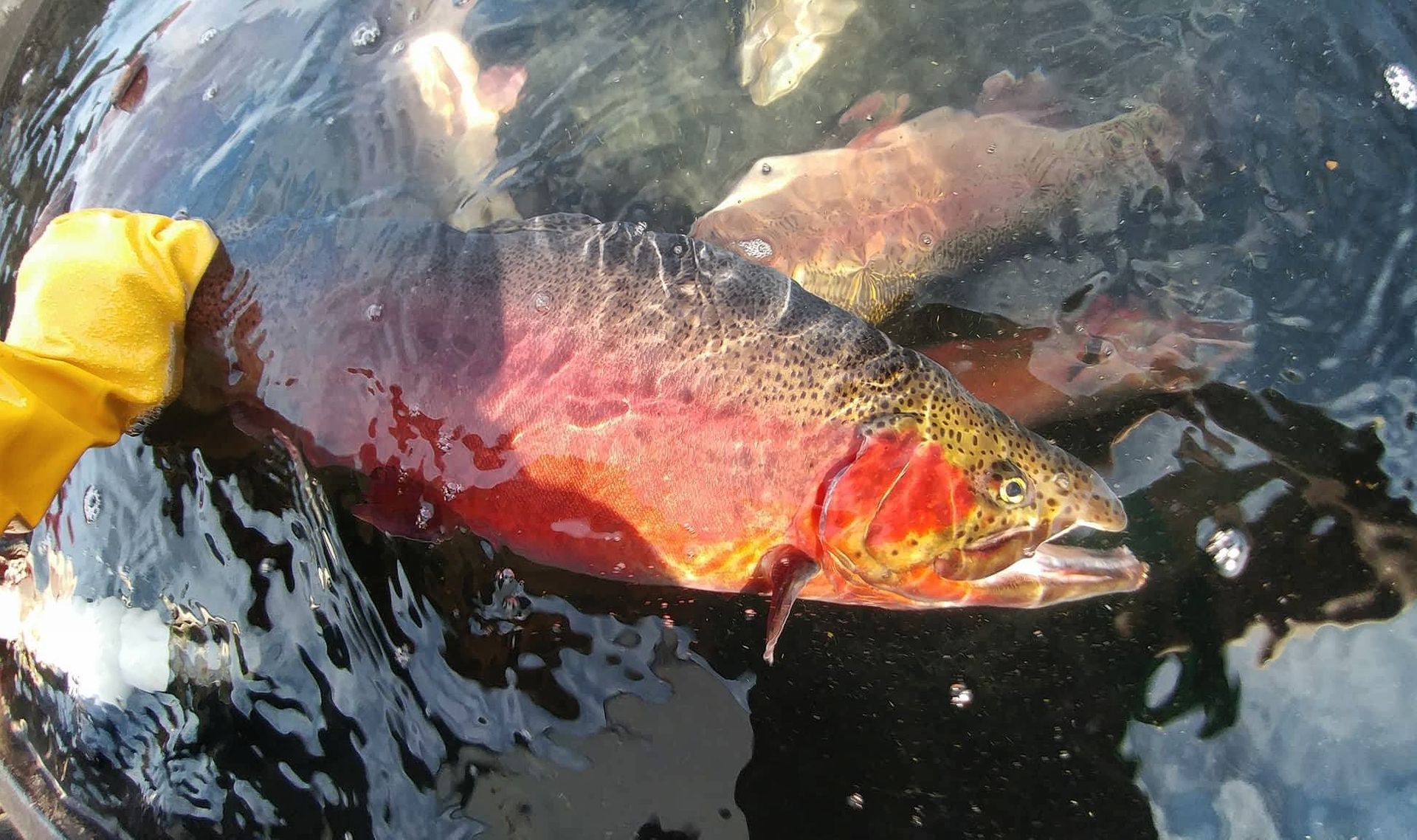 rainbow trout broodstock female fish