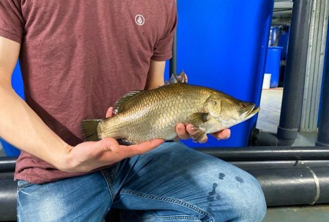 man posing with barramundi on fish farm