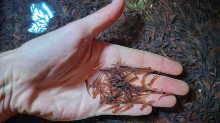 rainbow trout sac fry juvenile