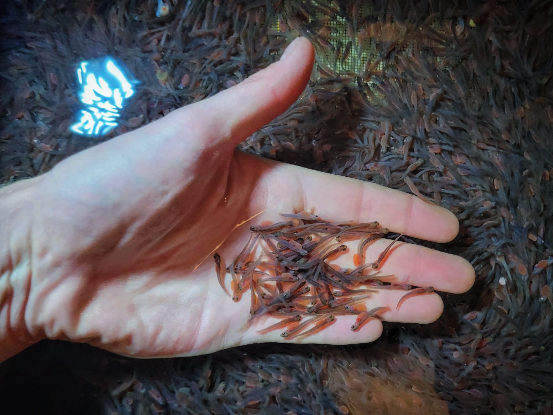 rainbow trout sac fry juvenile