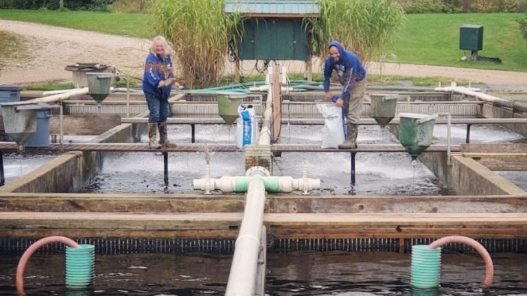 man and woman feeding fish on fish farm