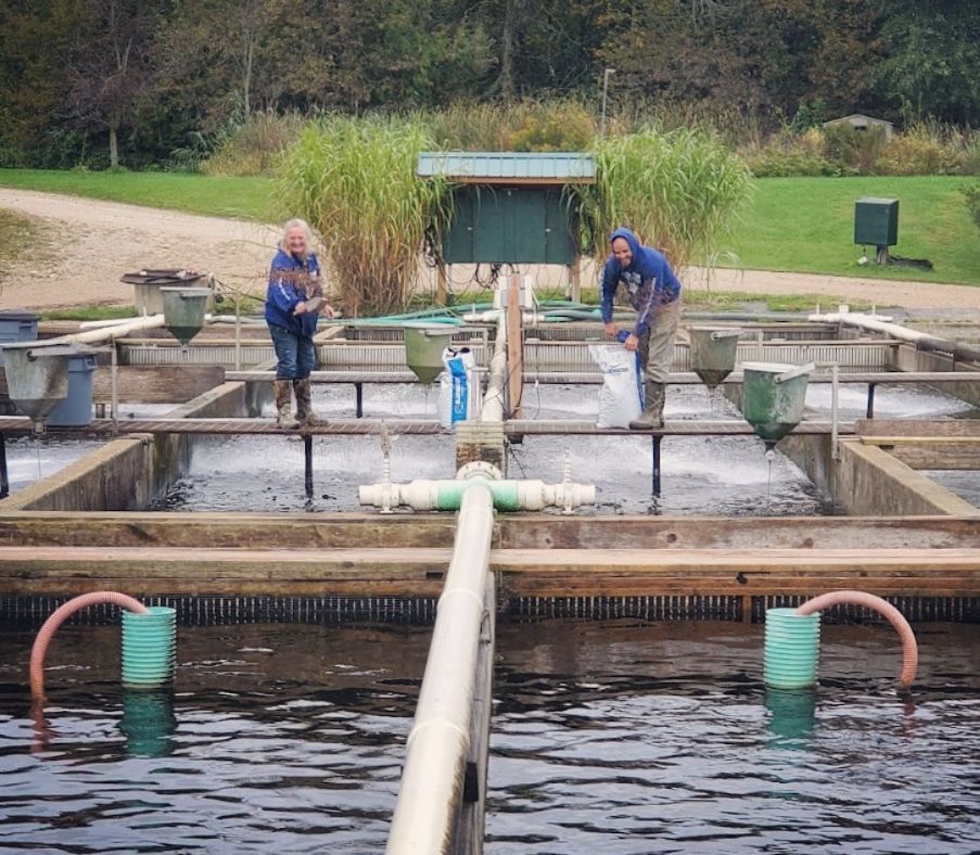 man and woman feeding fish on fish farm