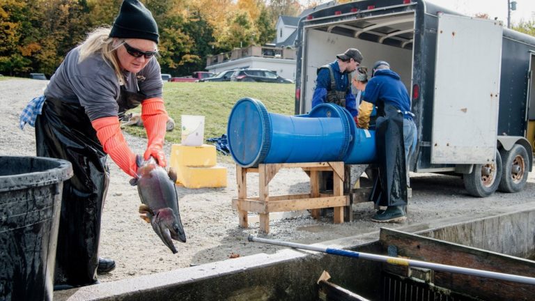 woman on fish farm with rainbow trout after spawning