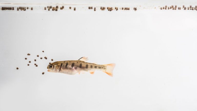 juvenile young trout eating fish feed