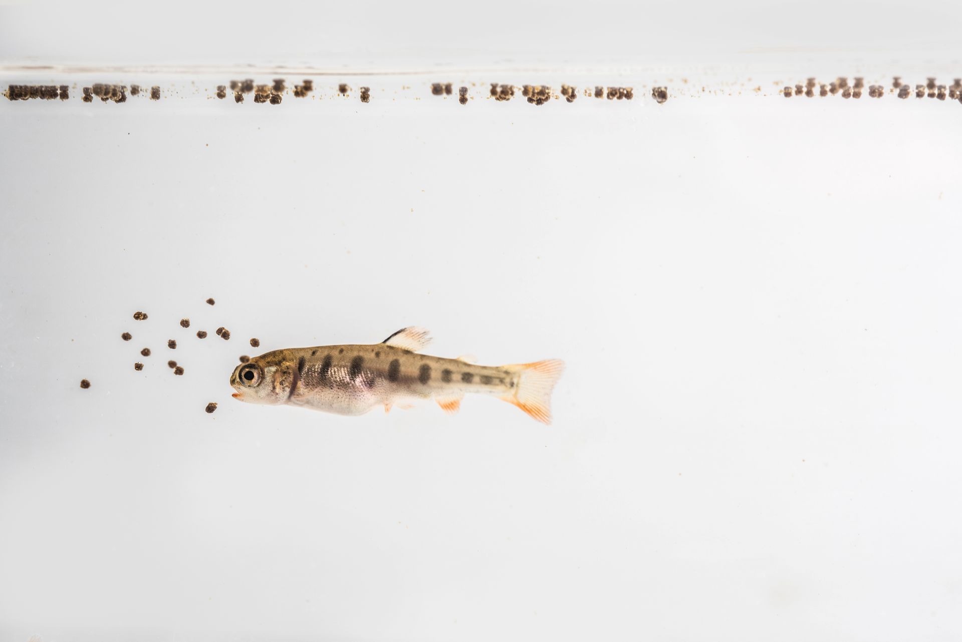 juvenile young trout eating fish feed