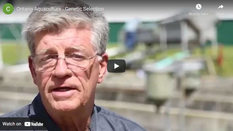 fish farmer explaining breeding and genetics on fish farm