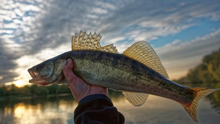 pickerel walleye held against sunset