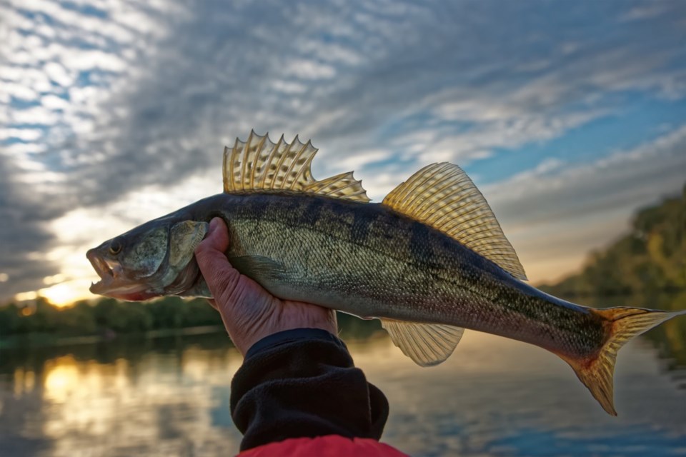 pickerel walleye held against sunset