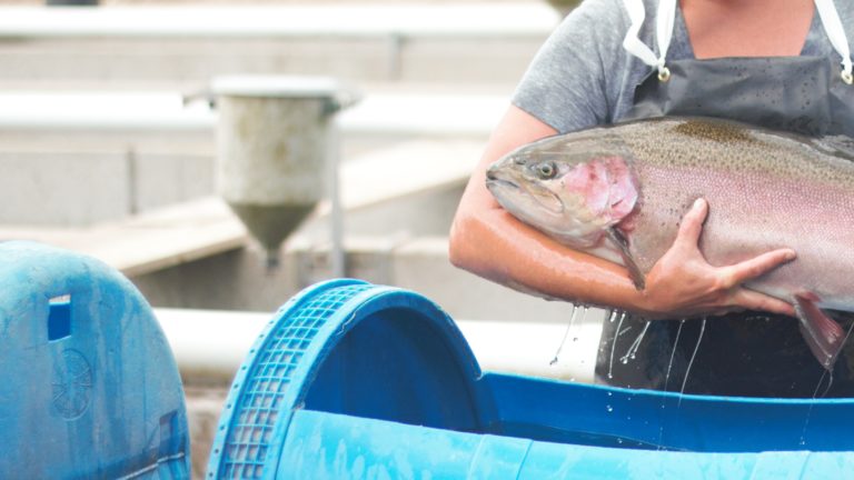 woman holding rainbow trout