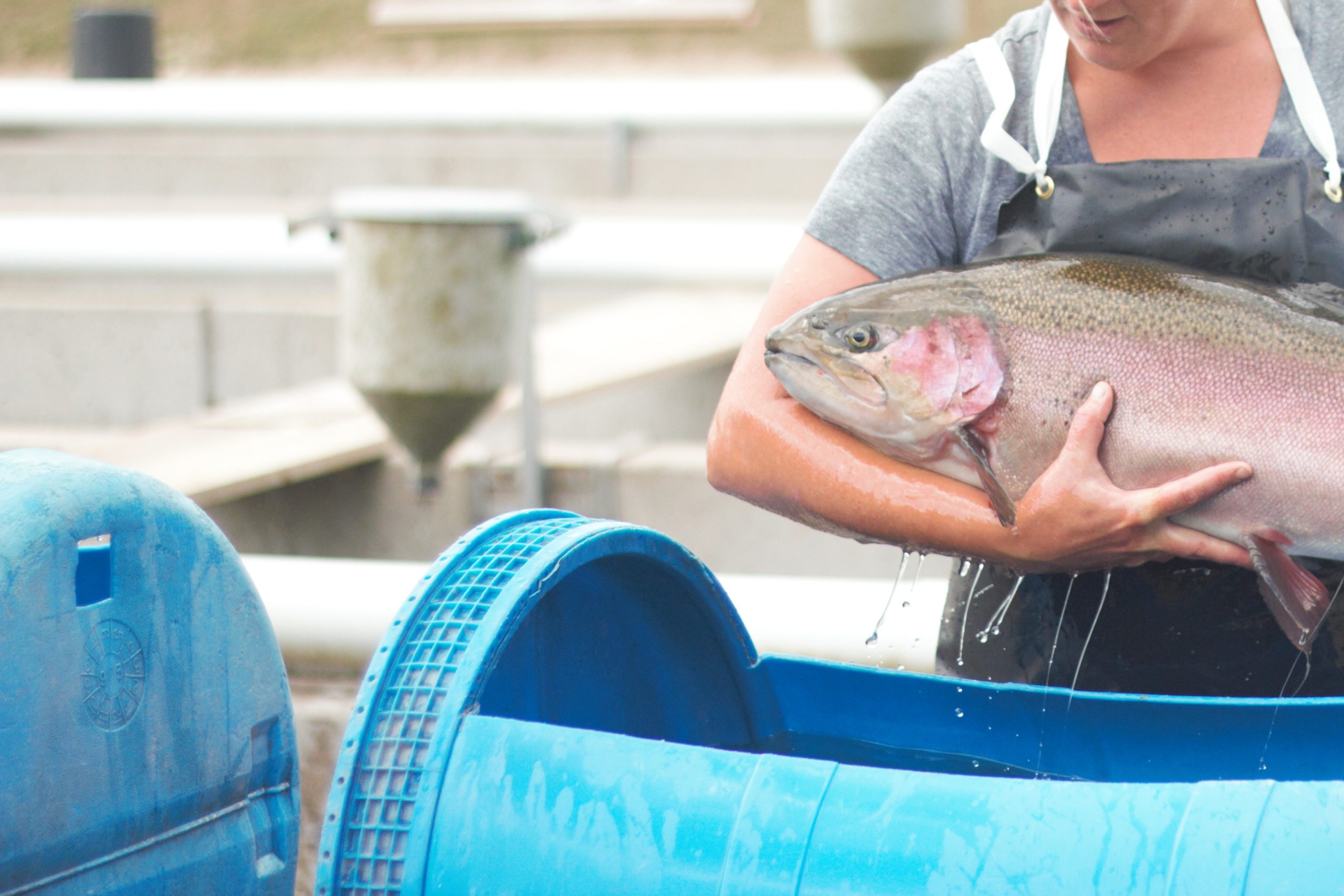 woman holding rainbow trout