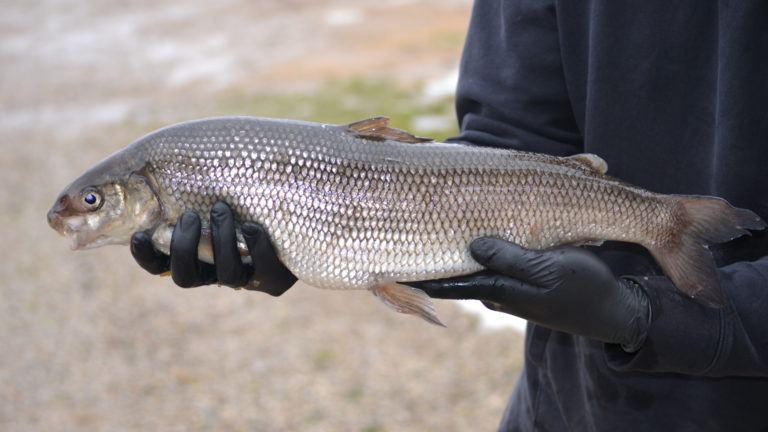 lake whitefish ontario