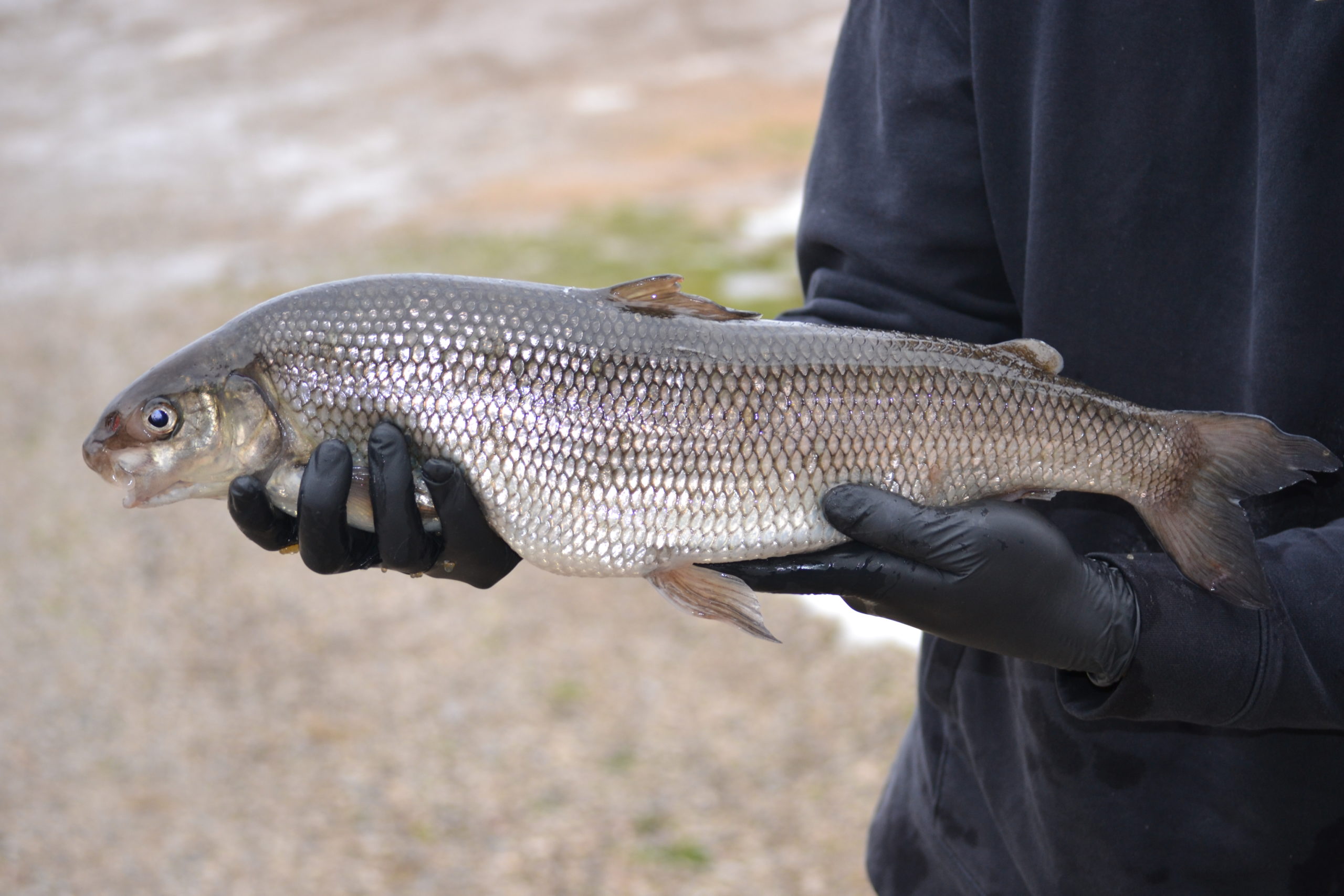 lake whitefish ontario