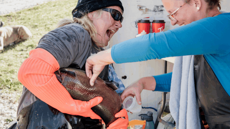 fish farmers spawning rainbow trout