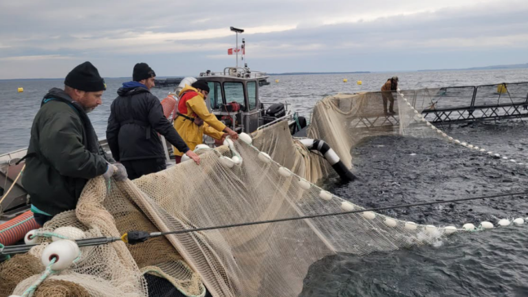 men pulling nets on fish farm