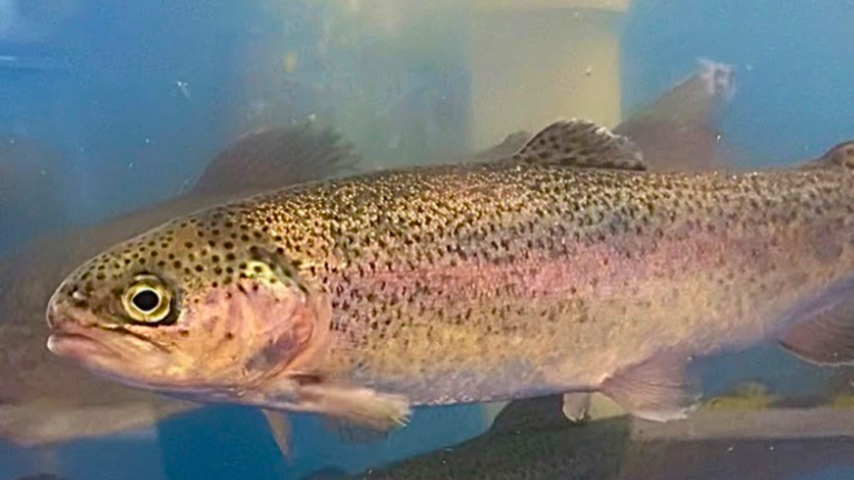 Springhills Fish team checking rainbow trout health at an Ontario fish farm