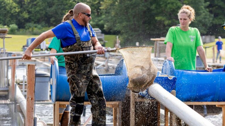 fish farmers netting fish