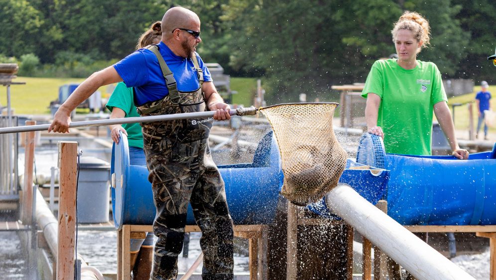 fish farmers netting fish