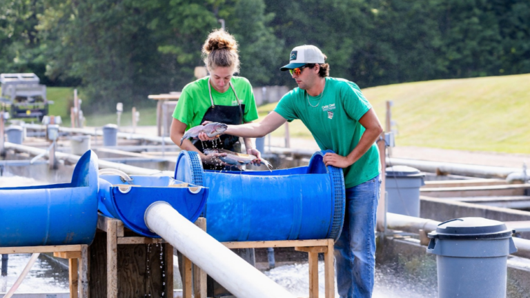 Fish farmers sorting fish