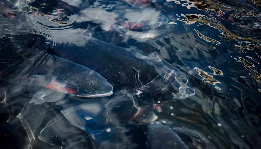 rainbow trout broodstock in tank at fish farm